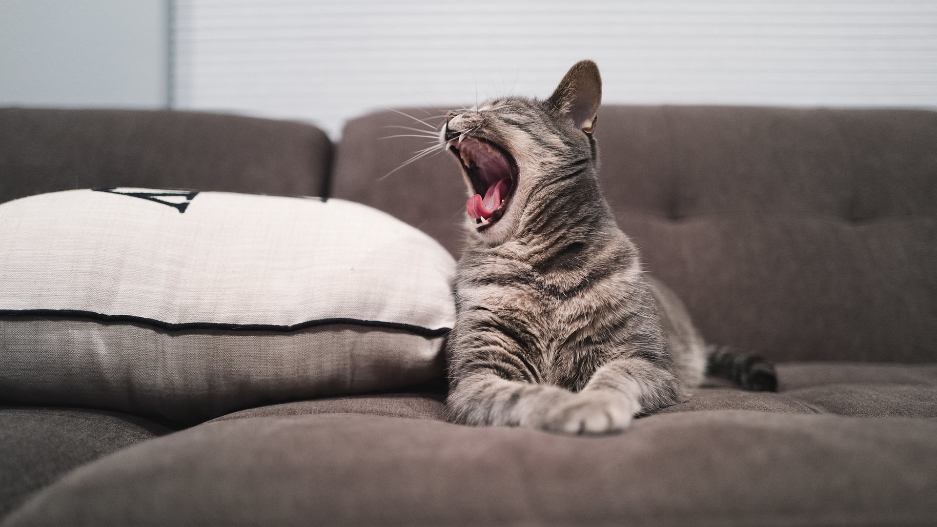 Pourquoi le bâillement est-il si contagieux quand on voit quelqu???un bâiller ?