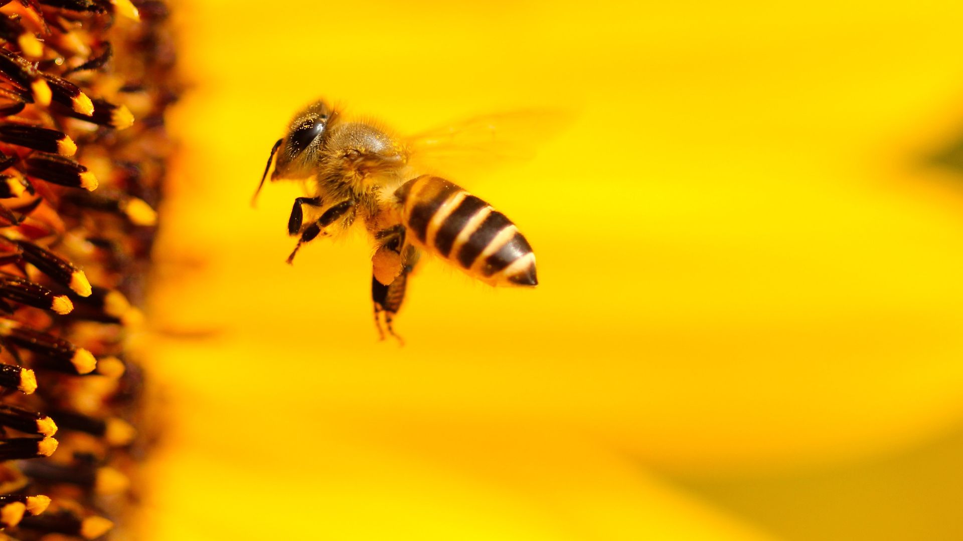 Une simple abeille  contrarie les plans de Meta dans l’IA