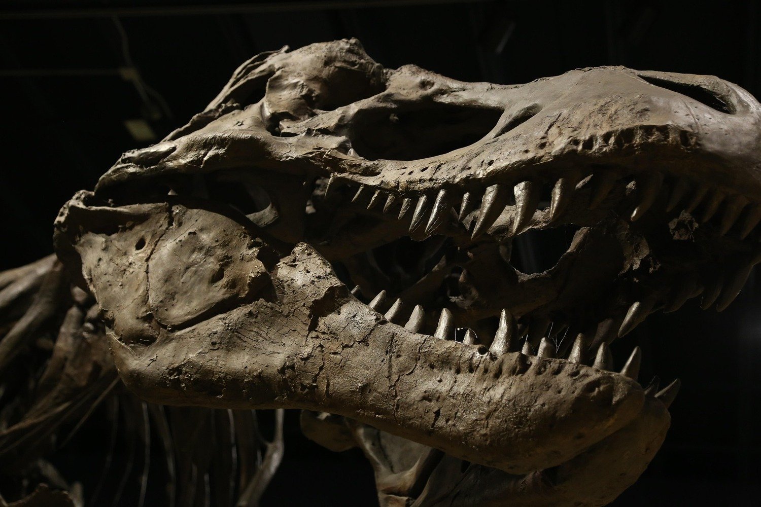 Une nouvelle espèce de dinosaure terrifiant refait surface après un siècle d’oubli