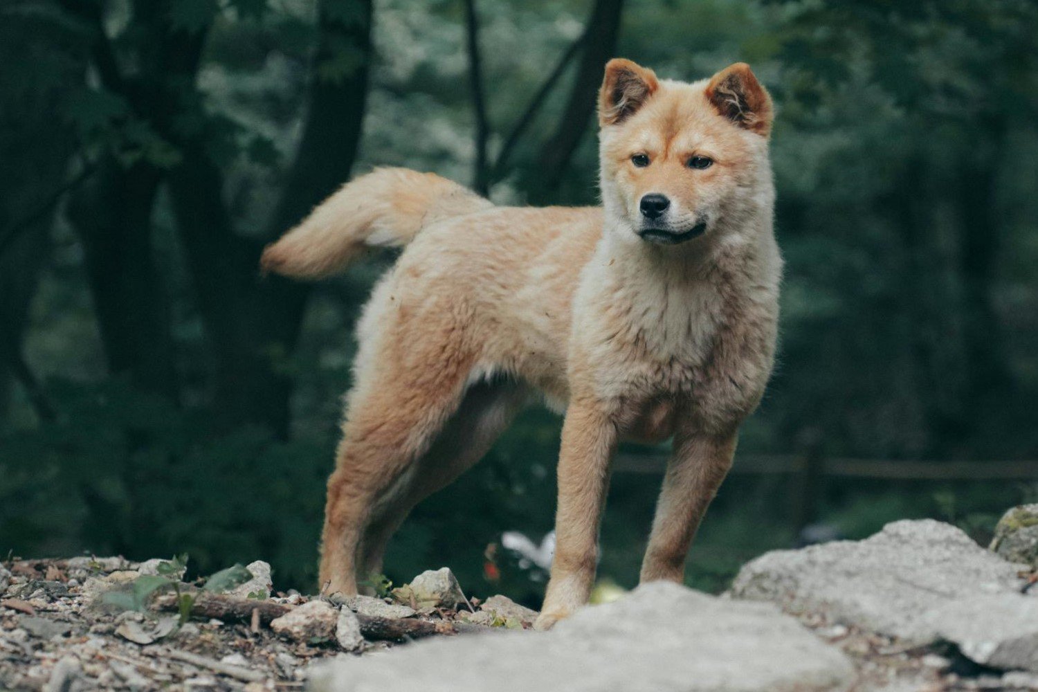 Les chiens mutants de la zone de Tchernobyl cachent un secret génétique étonnant