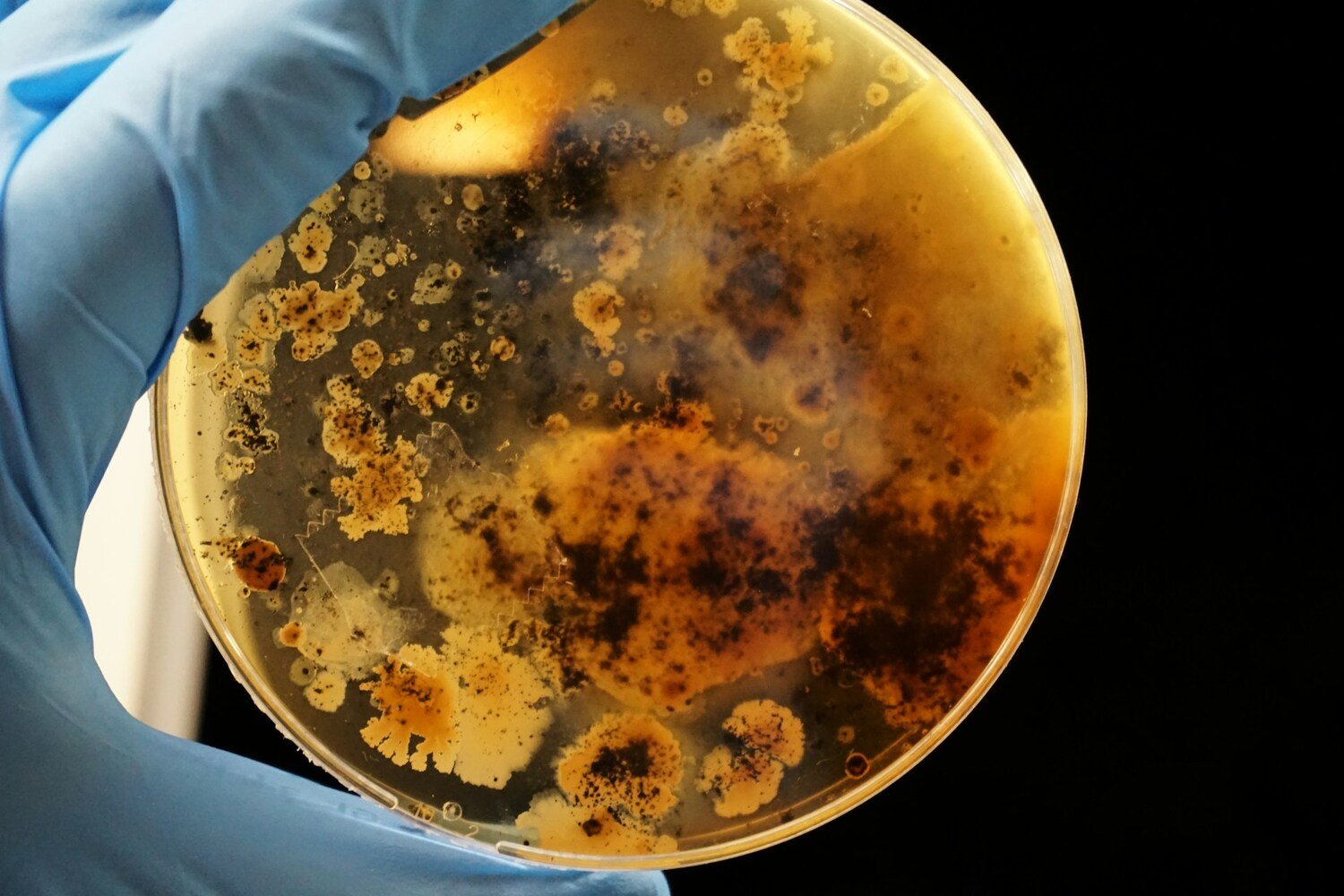 Ces bactéries pourraient enfin détruire les redoutables “polluants éternels”