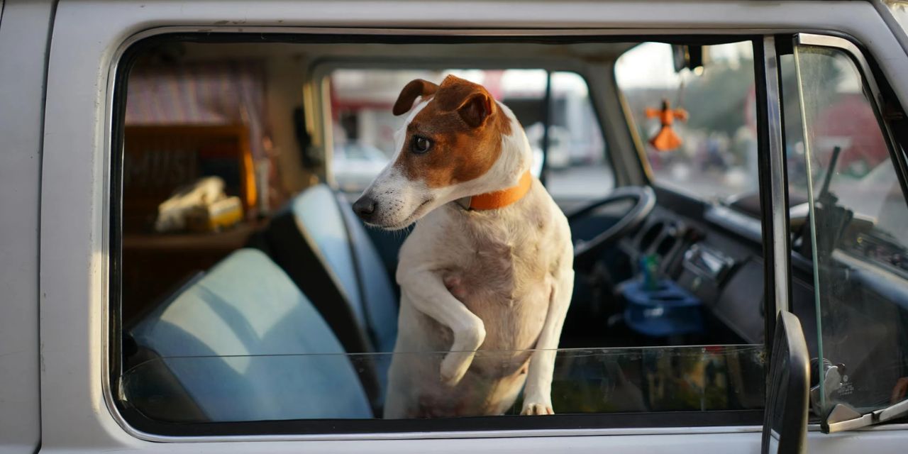 Voyagez en toute sécurité avec vos compagnons préférés grâce à cet accessoire auto pour...