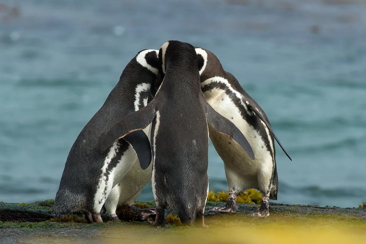 Les 5 meilleures distributions Linux pour rester anonyme - quand un VPN ne suffit pas
