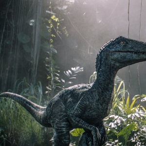 Owen reconnects with Velociraptor Blue in Jurassic World: Fallen Kingdom.